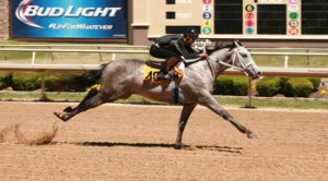 A Texas-bred filly by Too Much Bling worked an eighth-mile in :10.1 for the fastest time at the distance. (Photo by Denis Blake)